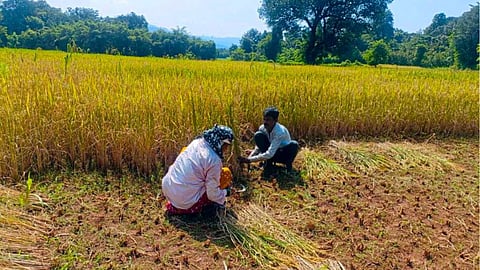 Paddy Harvesting