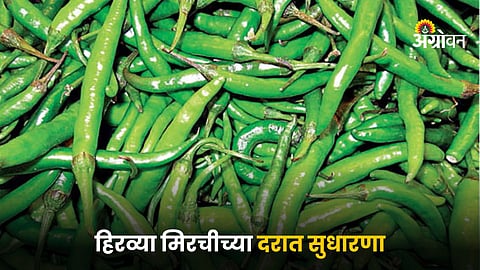 Green Chilli