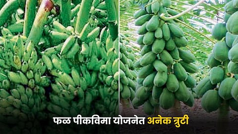 Fruit Crop Insurance