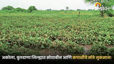 Cotton Crop Damage
