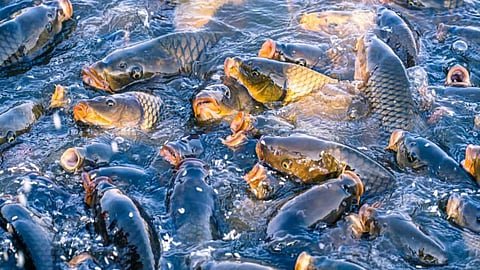 Fish Farming