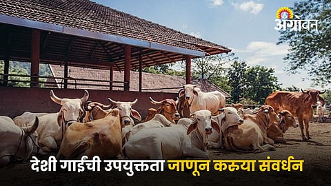Cows Conservation