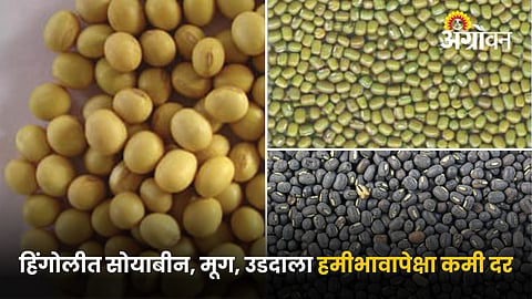 Soybean, Moong, Urad