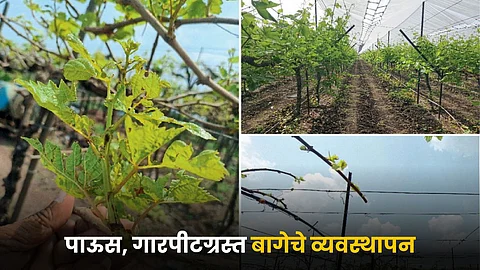 Grape Farming