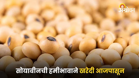 Soybean