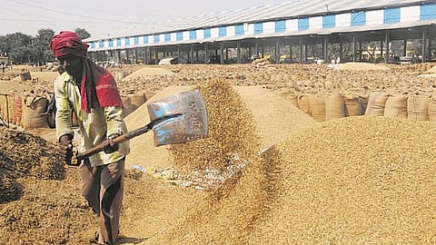 paddy in Punjab