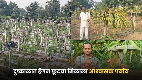 Dragon Fruit Farming