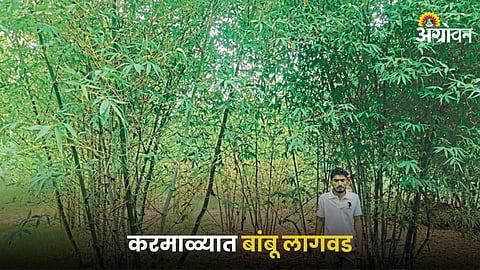 Bamboo