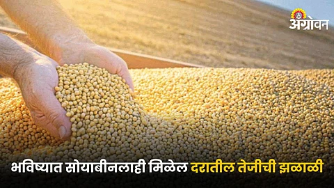 Soybean Rate