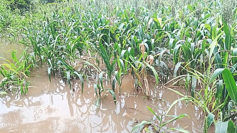 Kolhapur Sangli Drougth Condition