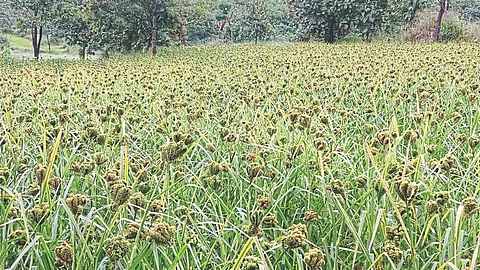 Ragi Crop