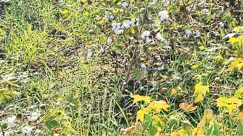 Soybean