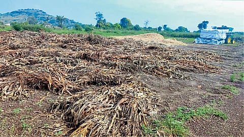 Crop Damage