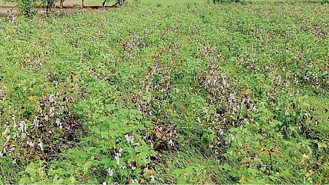 Crop Damage