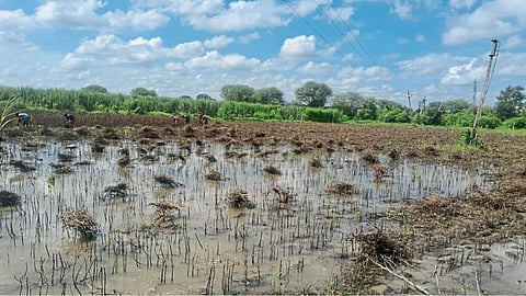 Crop Damage