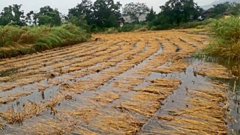 Paddy Crop Damage