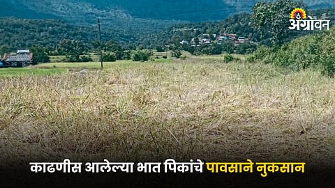 Paddy Crops