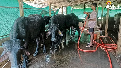 Dairy Farming