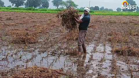 Crop Damage