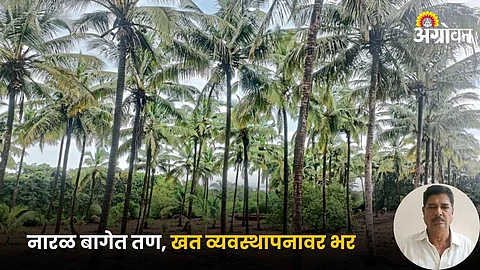 Coconut Farming
