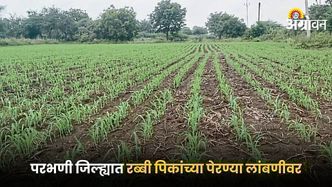 Rabi Crop