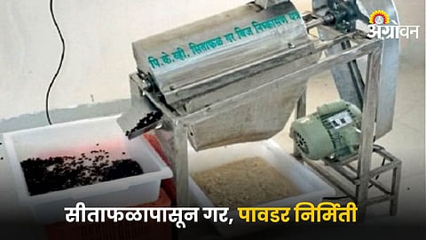 Custard Apple Processing