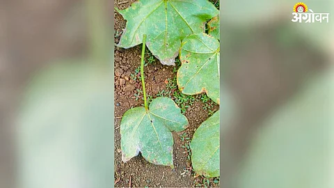 Cotton Disease