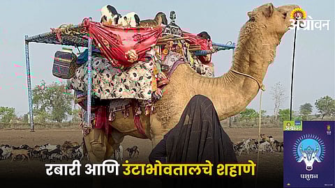 Camel Farming