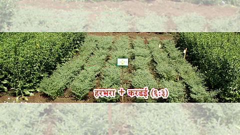 Rabbi Intercropping