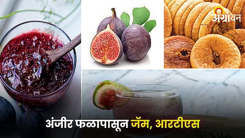 Fig Fruit Foods