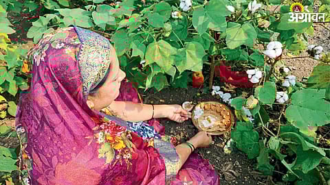 Cotton Harvesting