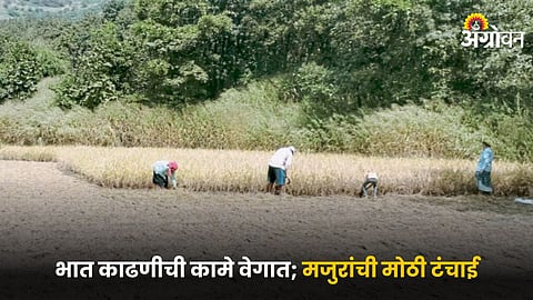 Paddy Farming