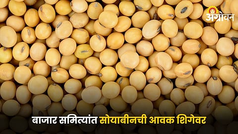 Soybean
