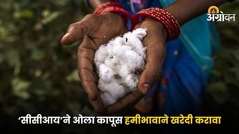 Cotton