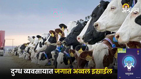 Dairy Business