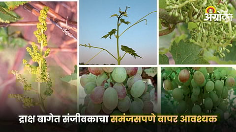 Grape Farming
