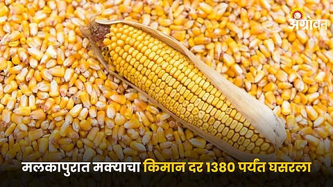Maize