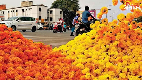 Marigold