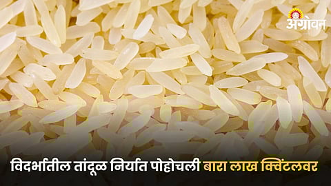 Rice