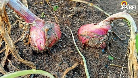 Onion Disease : कांदा पिकावर करपा, पिळरोगाचा प्रादुर्भाव
