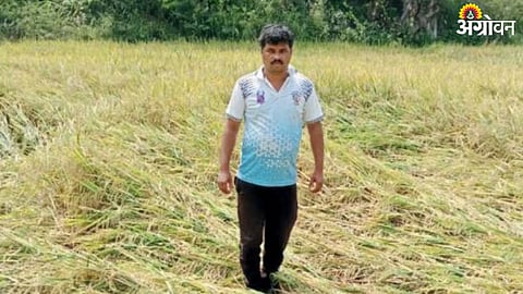 Paddy Crop Damage