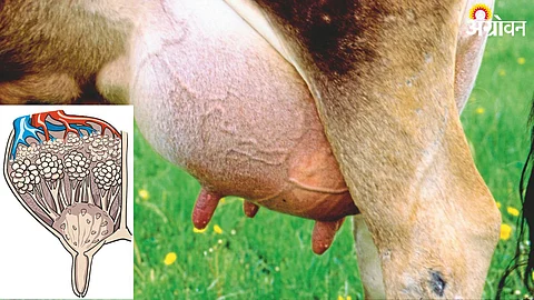 Mastitis Disease Control