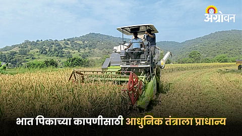 Paddy Farming