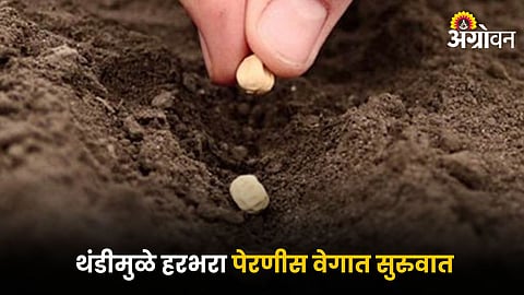 Chana Sowing