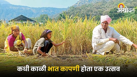 Paddy Farming