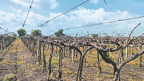 Grape Garden Cutting