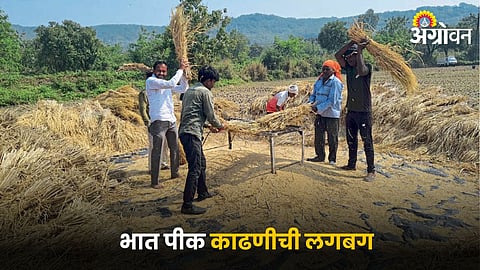 Paddy Production