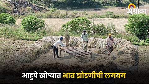 Paddy Farming