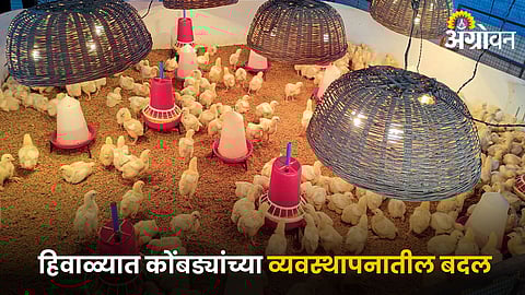 Poultry Management