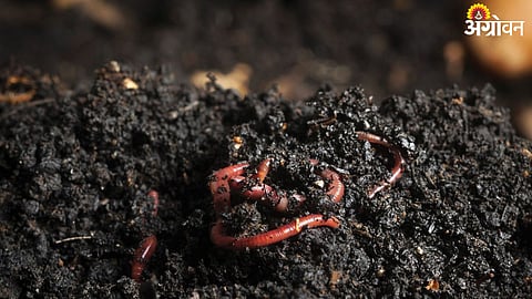 Vermicopost